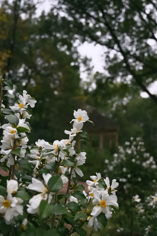 成都 · 花木小景 01，成都影像
