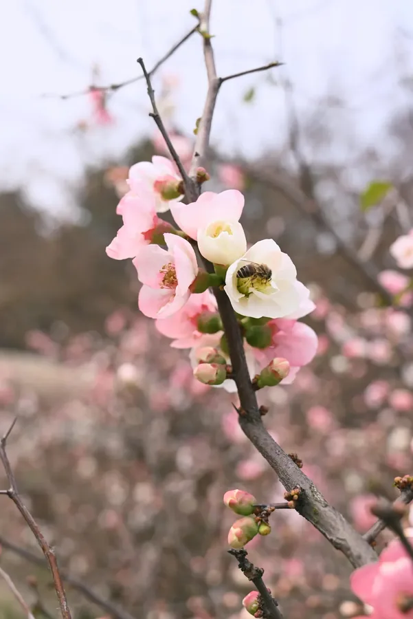 成都 · 花木小景 02，成都影像