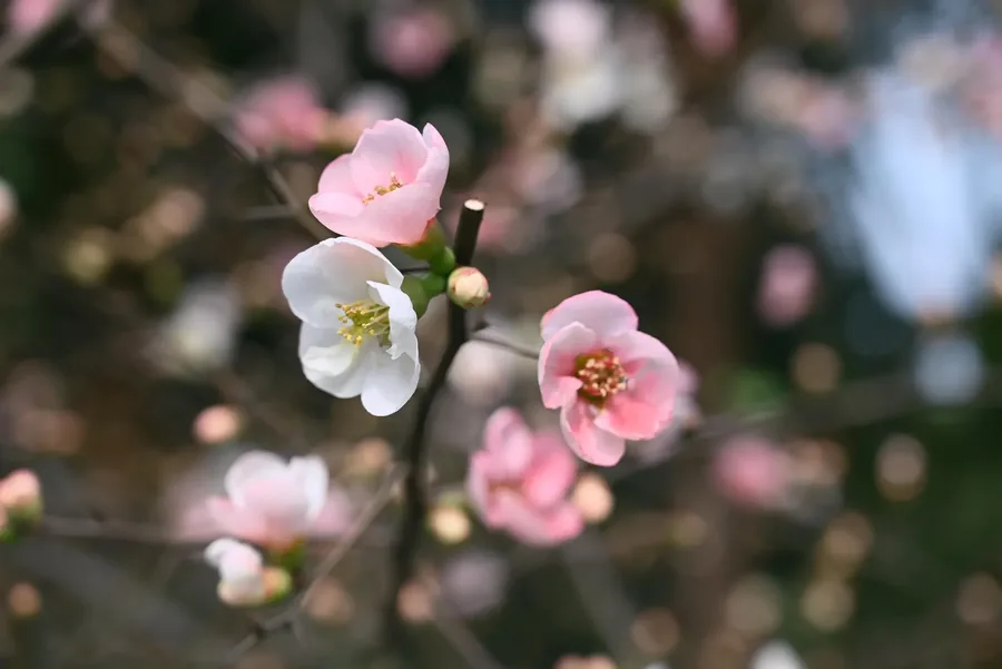 成都 · 花木小景 03，成都影像