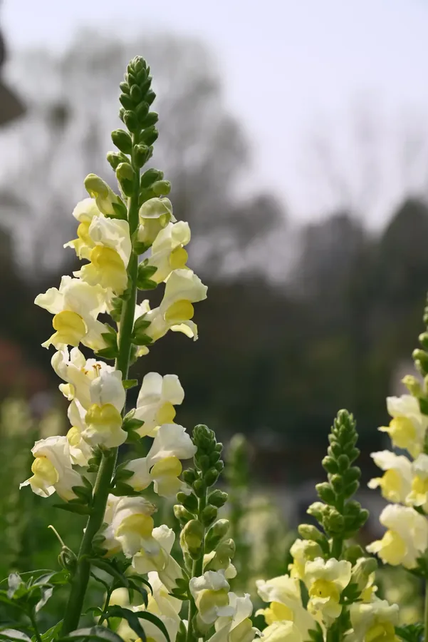 成都 · 花木小景 04，成都影像