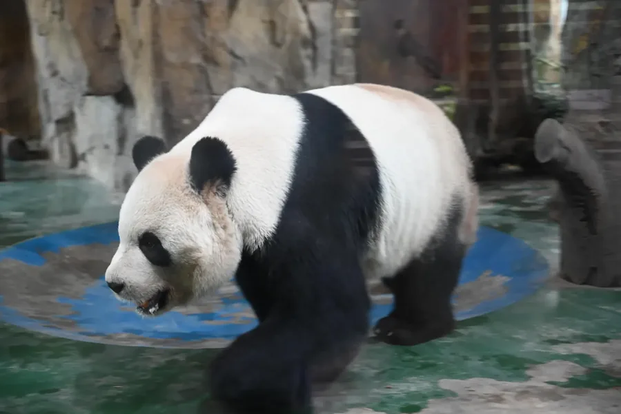 成都 · 熊猫日常 02，成都影像