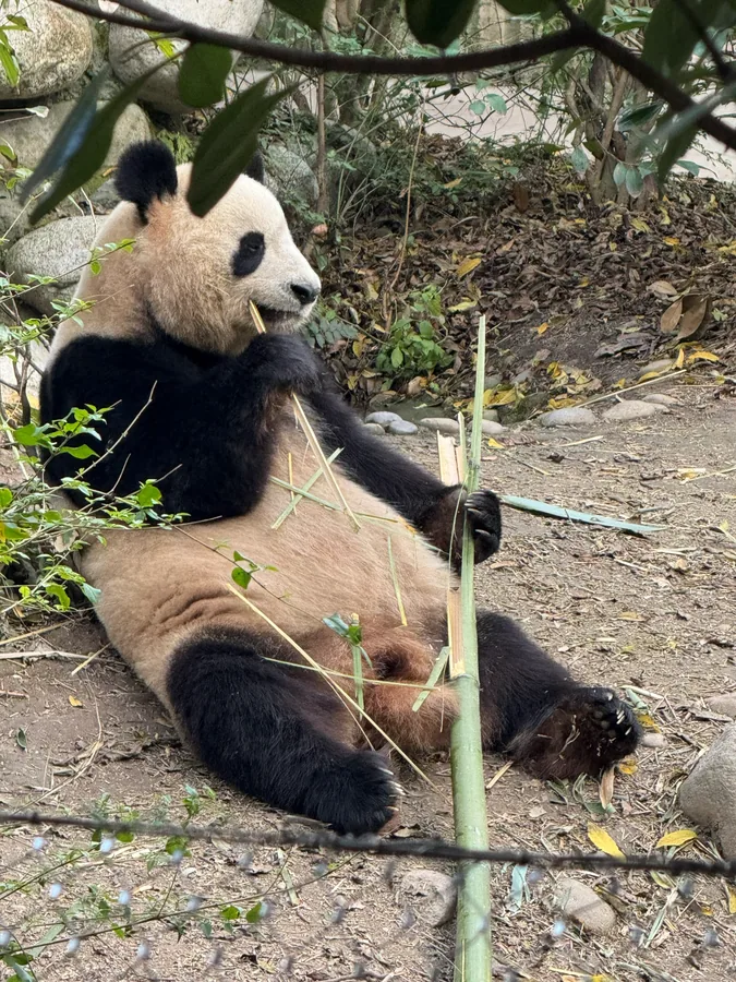 成都大熊猫，成都相册封面