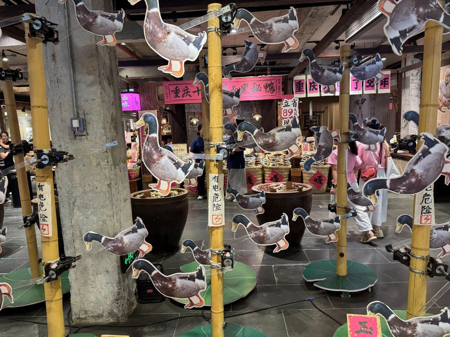 重庆 · 枝头飞鸟，重庆影像