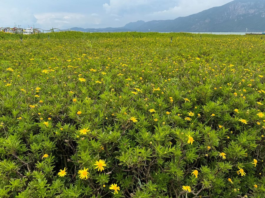 云南 · 苍山花田，云南影像